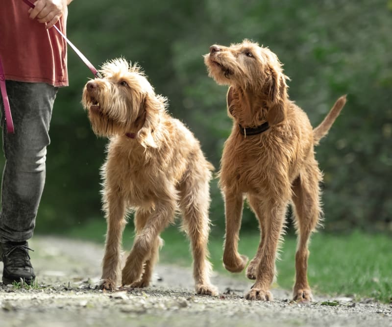 Clover Veterinary Hospital | Kent Specialty Vet