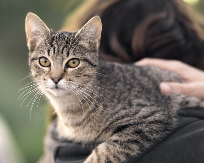 Veterinary Surgery in Kent, Vet Surgeon Near Me